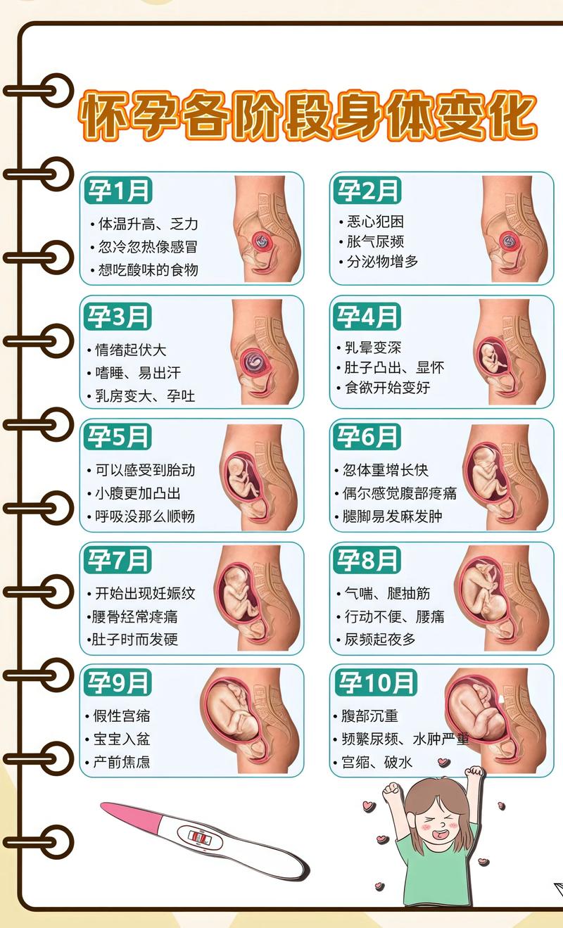 揭秘供卵代孕妈妈怀孕小腹分两节,孕期变化的奥秘锡林郭勒代生机构: